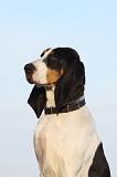 CHIEN COURANT BERNOIS 010